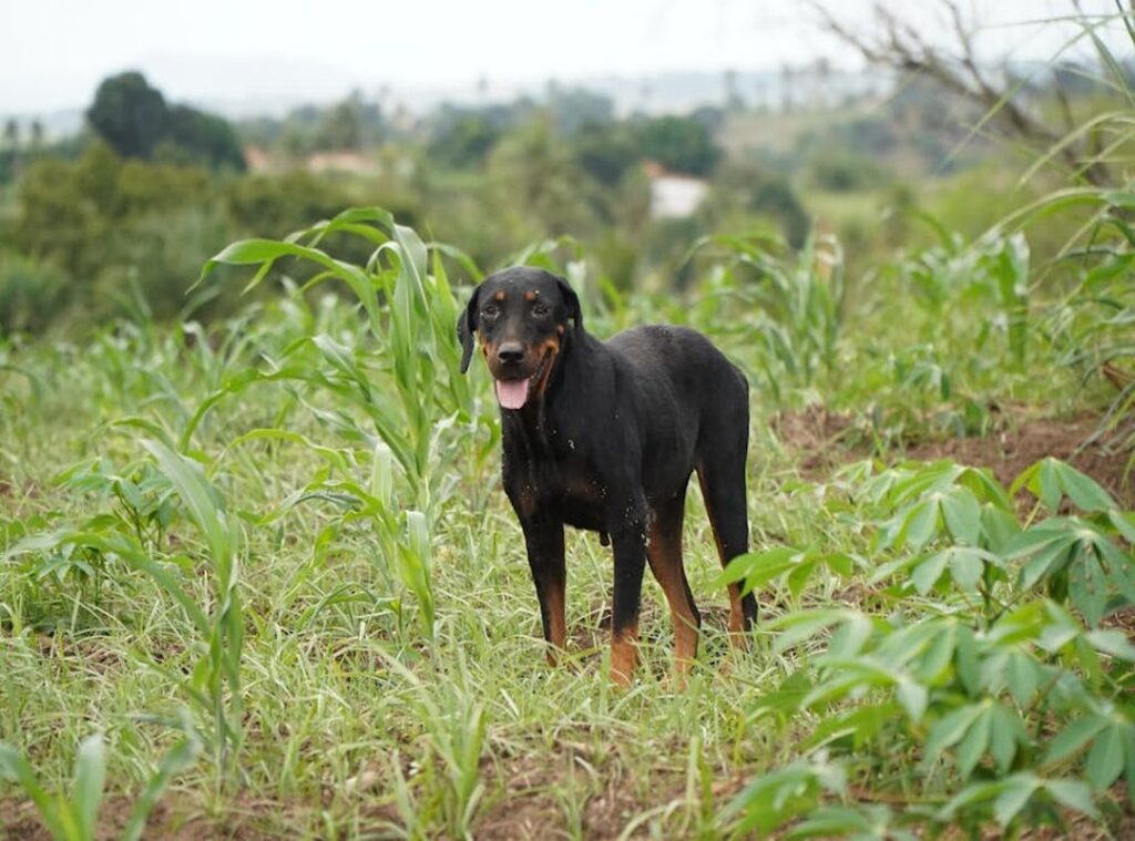 doberman:tuve85jkx3w= rottweiler
